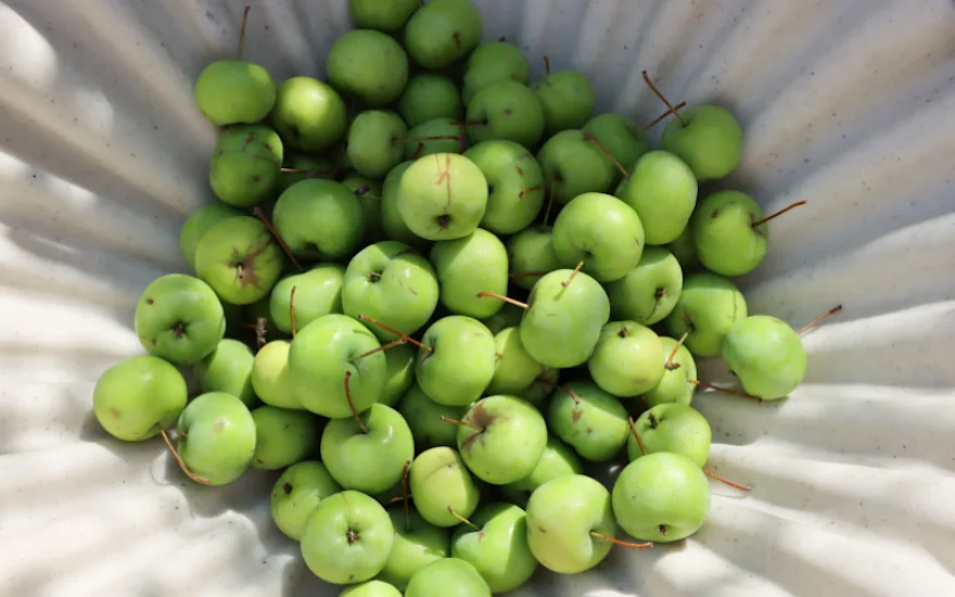 malusappel,groen,24