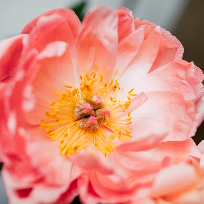 peonies,pink,coralsunset,21 (1)