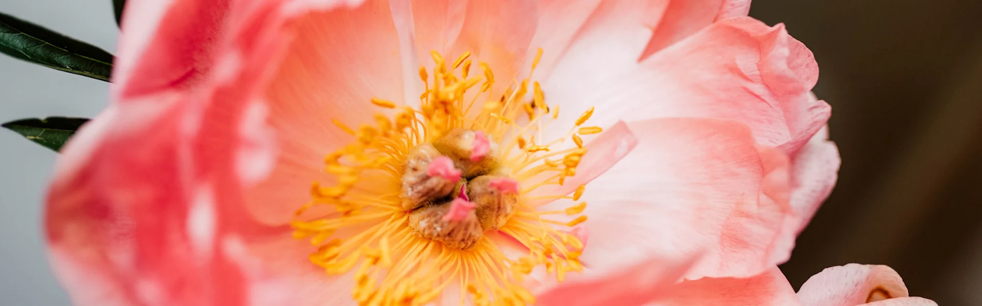Pfingstrose der Woche: Coral Sunset