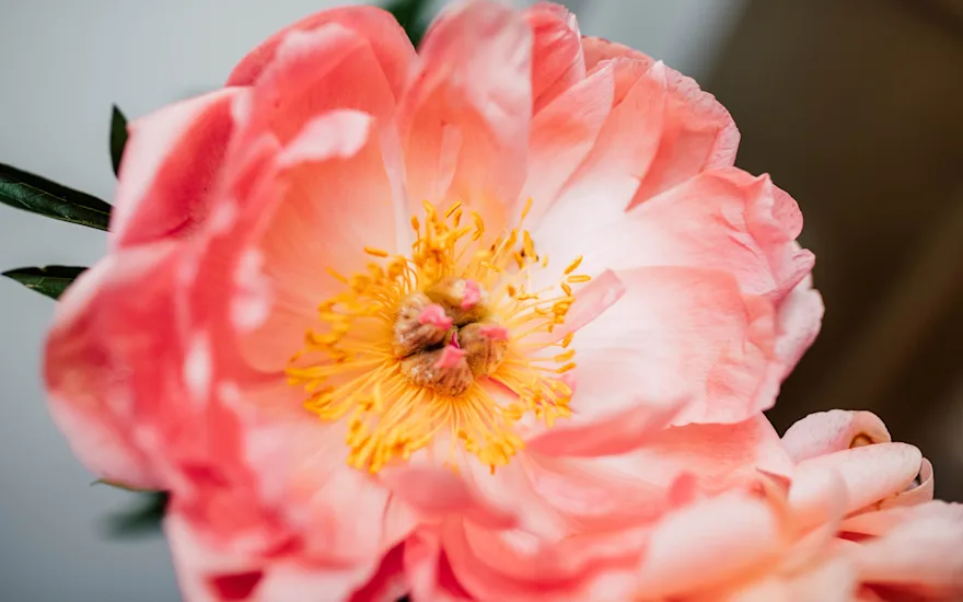 pfingstrosen,rosa,coralsunset,21 (1)