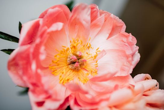 pfingstrosen,rosa,coralsunset,21 (1) 