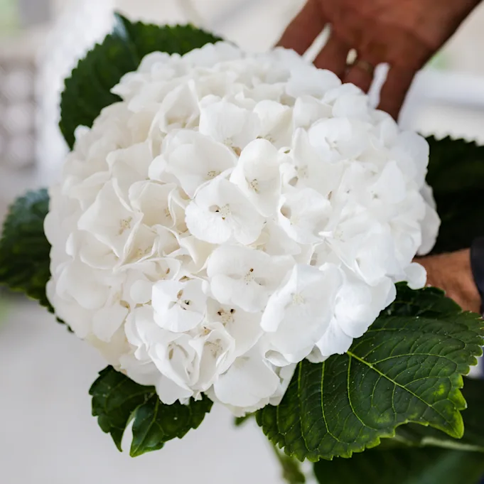 hortensia,wit,21 (3)
