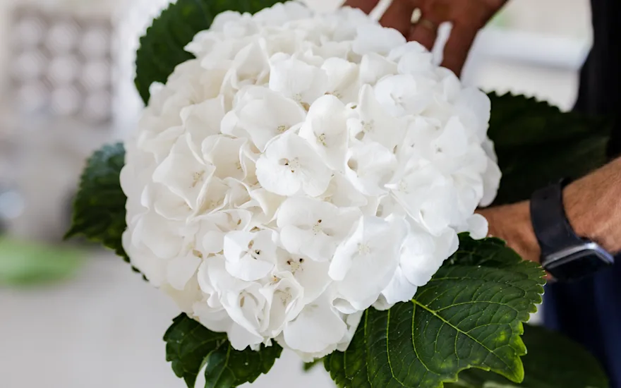 hortensia,wit,21 (3)