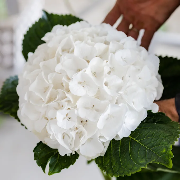 hydrangea,white,21 (3)