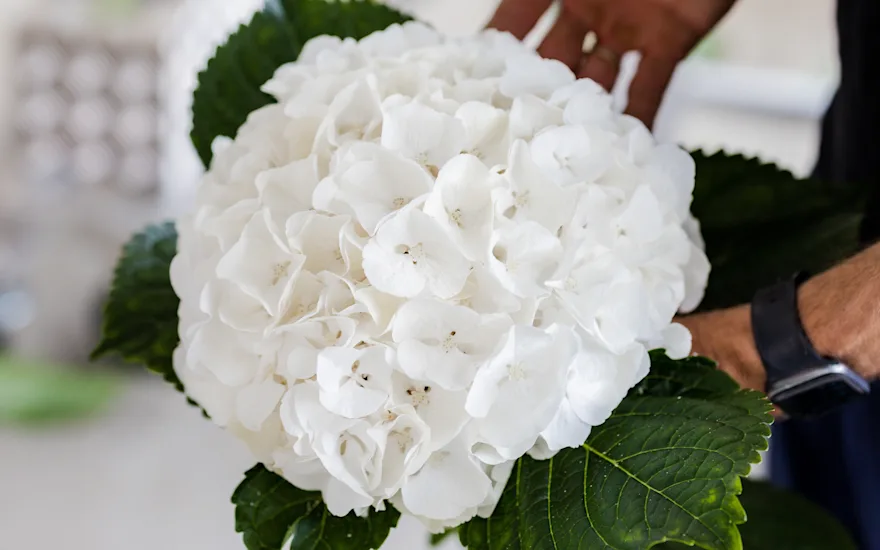 hydrangea,white,21 (3)