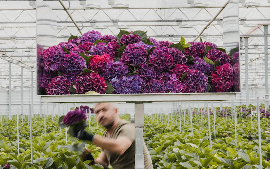 hortensia,paars,24