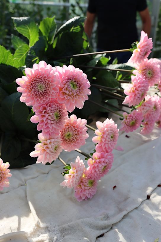 Dahlia,roze,23 (38)