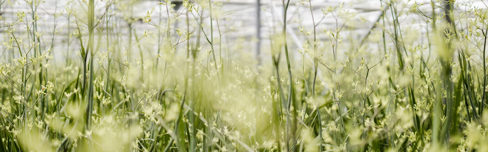 A look inside the greenhouse: