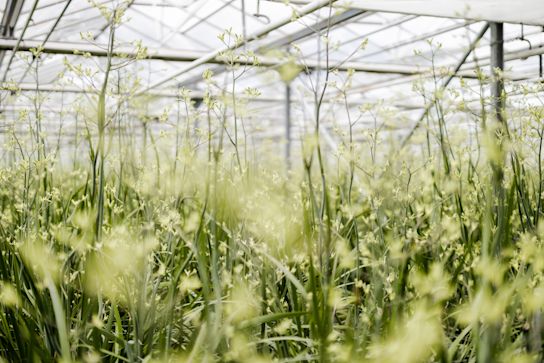 Aniganthos,groen,21 (30)