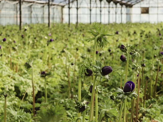 Anemonen,kweker,mix,24 (2)