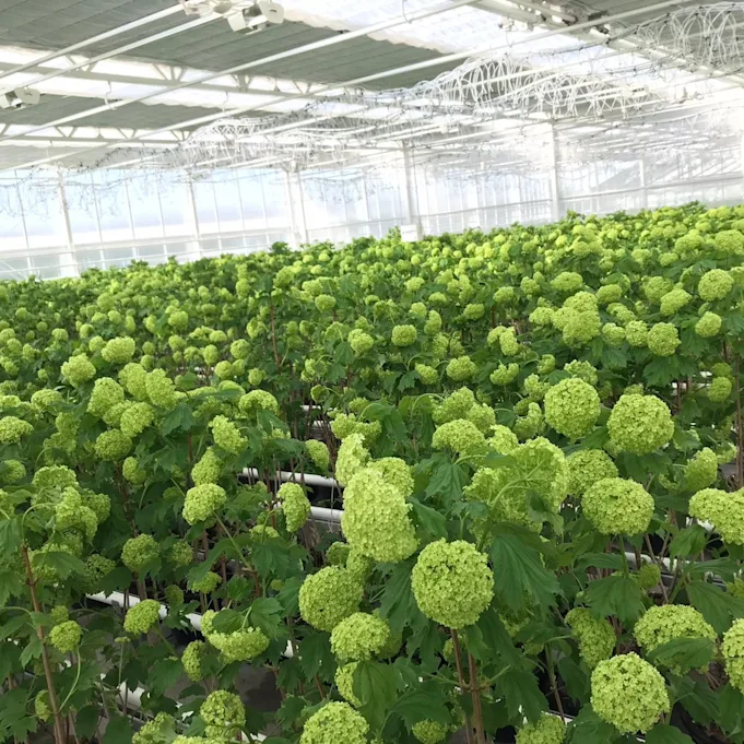 snowball,green,21 (5)