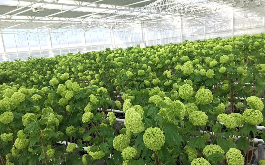 sneeuwbal,groen,21 (5)