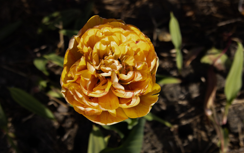 tulpen,lente,26