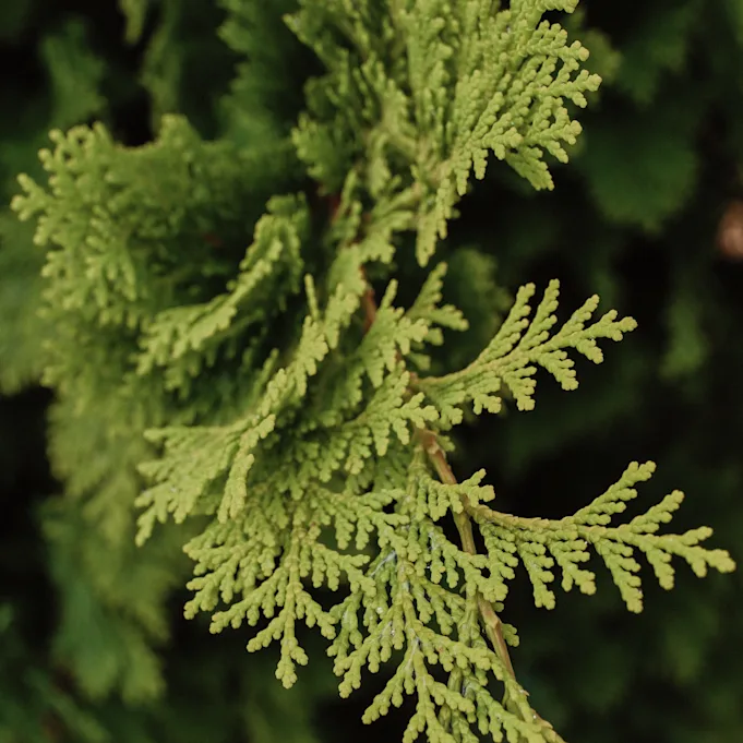 andromeda,groen,23 (2)