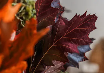 eikenblad,rood,herfst,2025