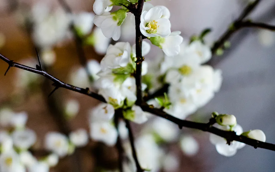 cherryblossom,white,21 (2)