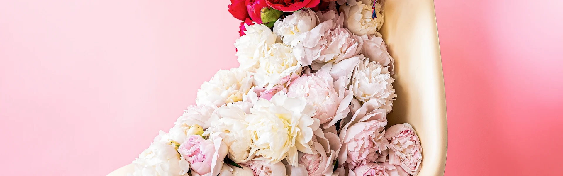 peony of the week