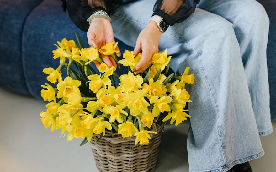 Narcissen,lente,26