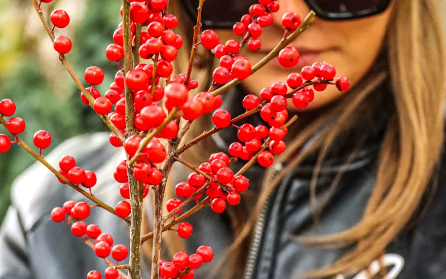 ilex,rood,25