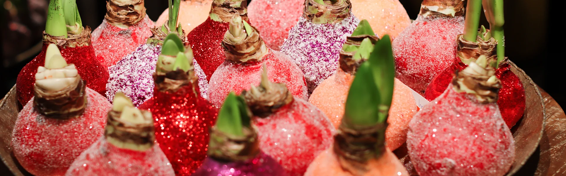 bezaubernde gewachste zwiebeln