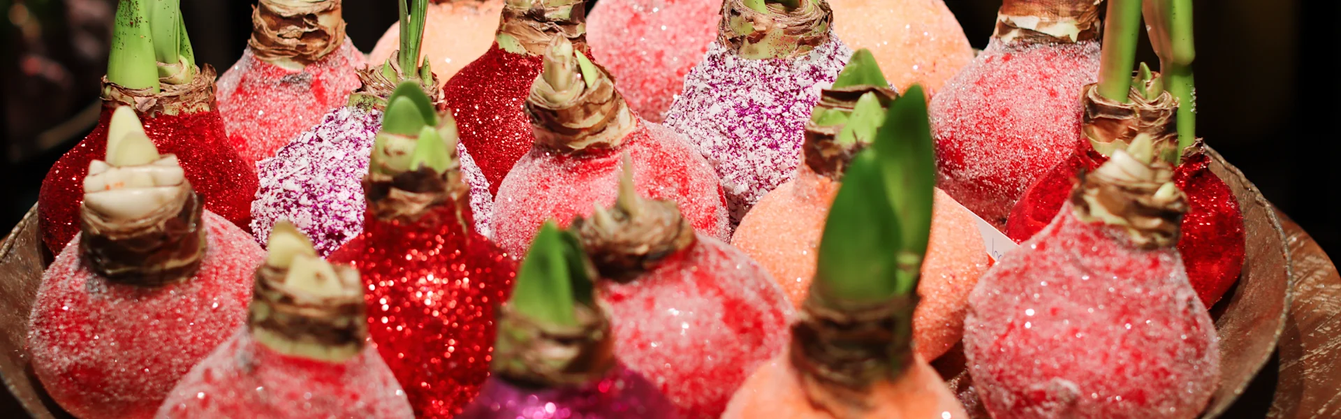 enchanting waxed bulbs