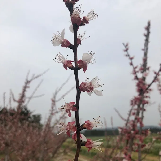 peachblossom,white,21 (4)