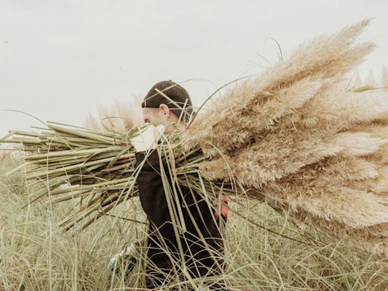 cortederia,beige,24 (56)