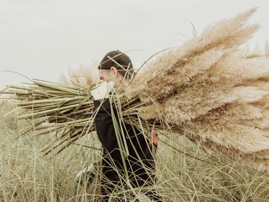 cortederia,beige,24 (56)