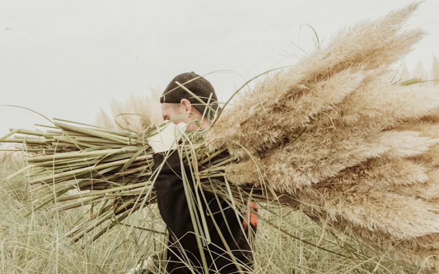 cortederia,beige,24 (56)