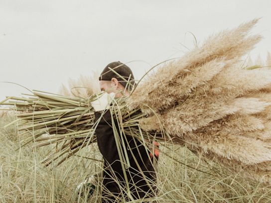 cortederia,beige,24 (56)