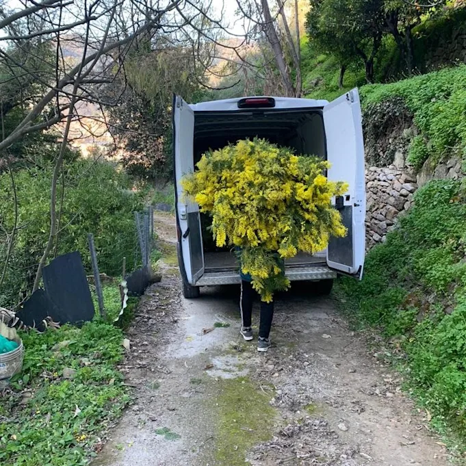 mimosa,yellow,20