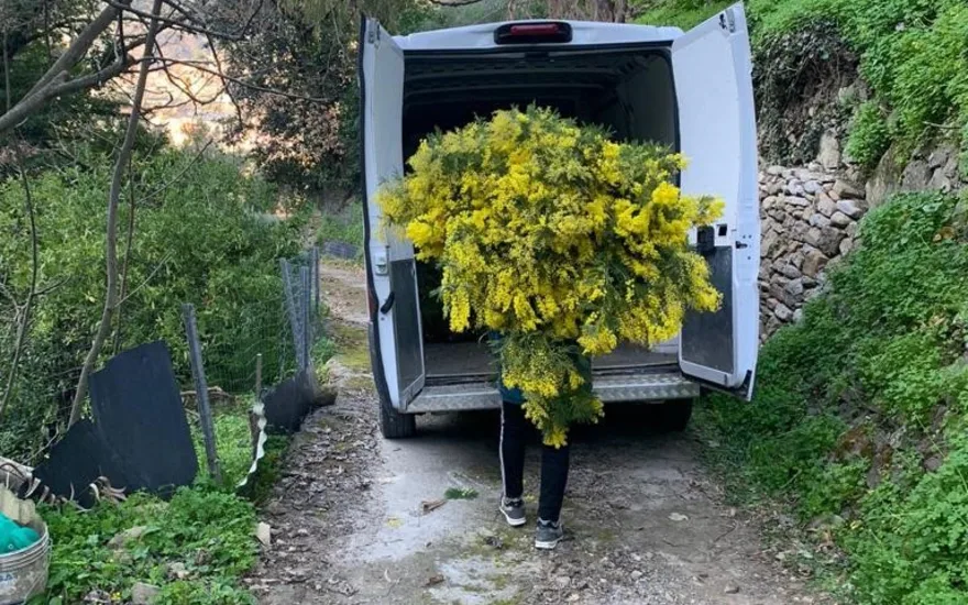 mimosa,yellow,20
