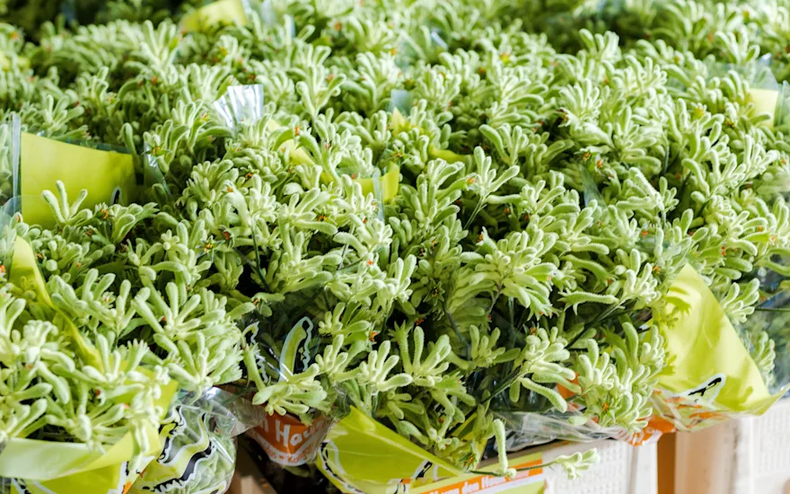Aniganthos,groen,21 (26)