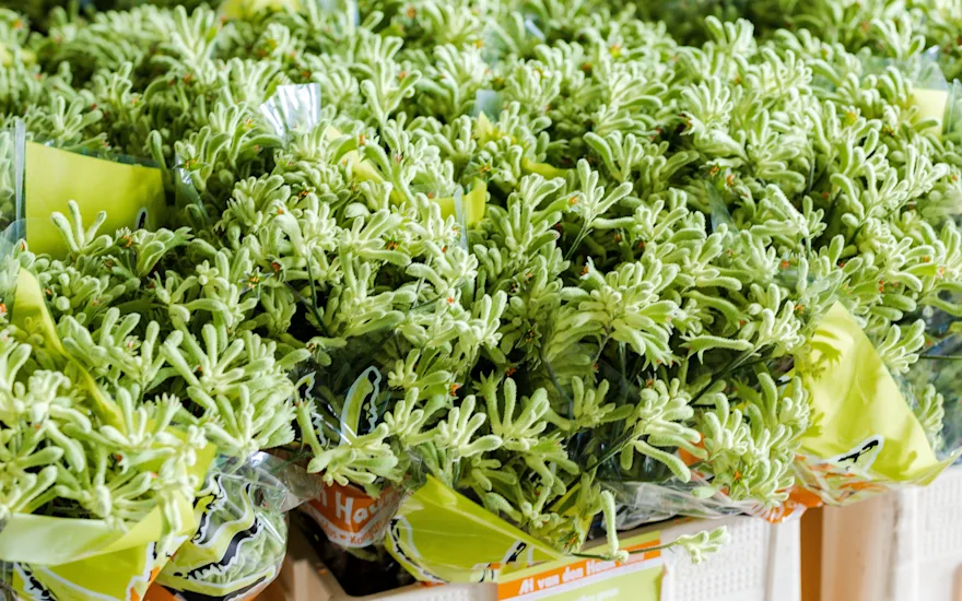 Aniganthos,groen,21 (26)