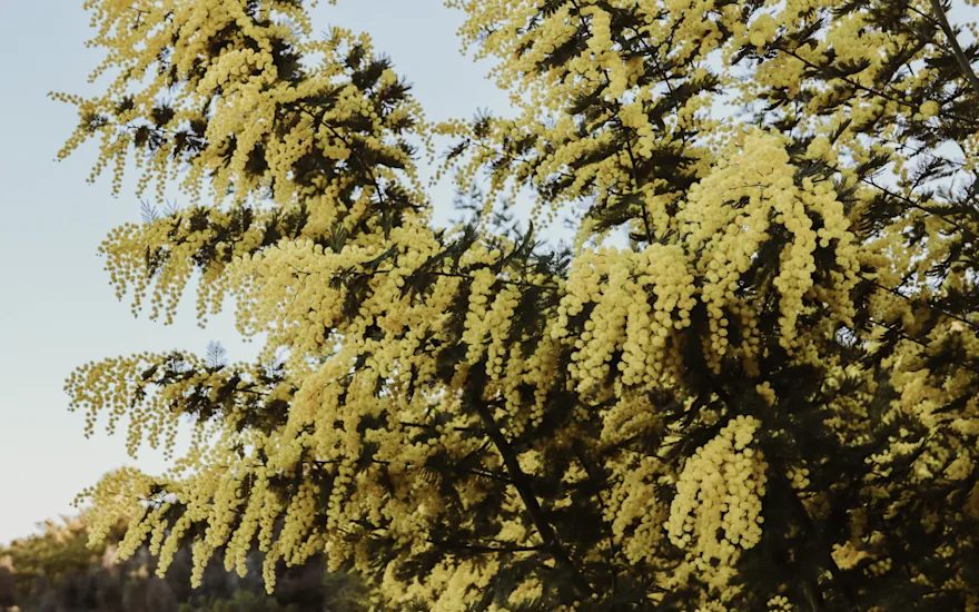 mimosa,geel,24 (10)