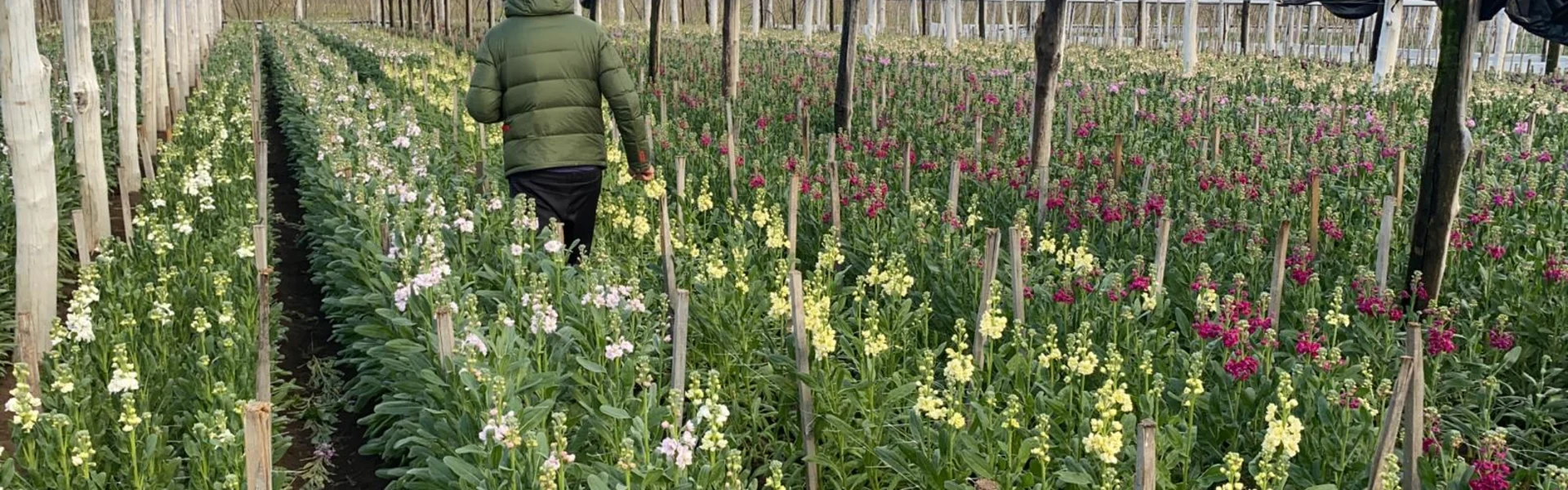 Bright matthiola incana from Naples