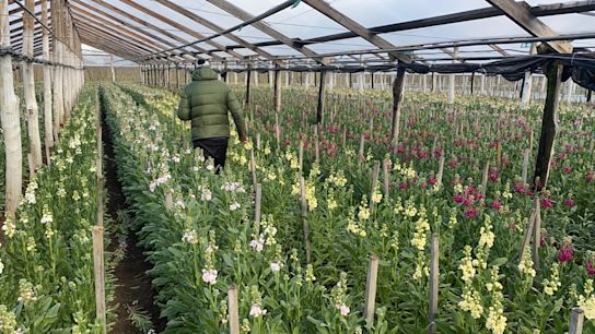 matthiolaincana,mix,21 (1)