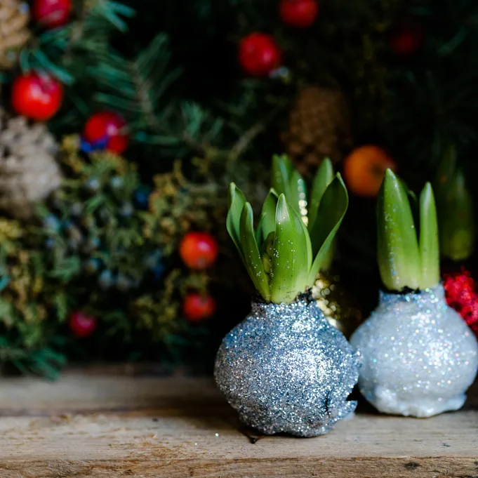 waxamaryllis,zilver,22