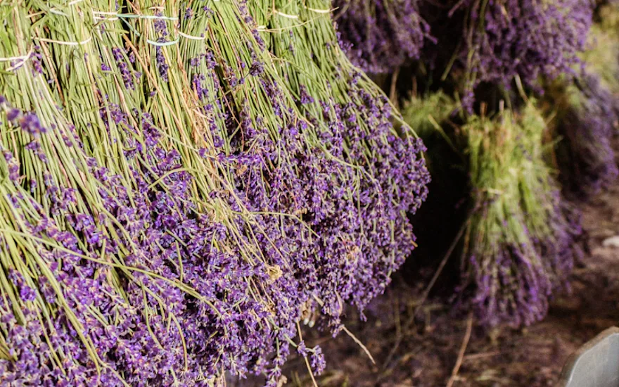 lavendel,paars,20 (10)