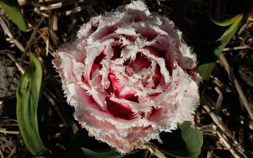 tulpen,dobbe,23 (4)