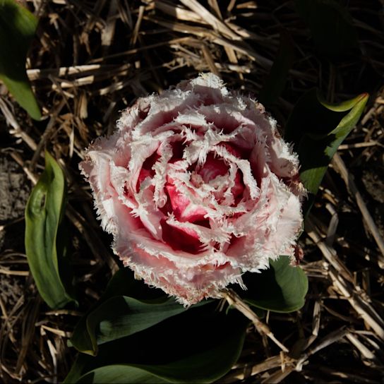 tulpen,dobbe,23 (4)