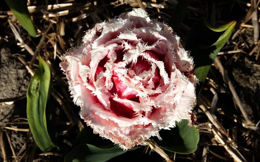 tulpen,dobbe,23 (4)