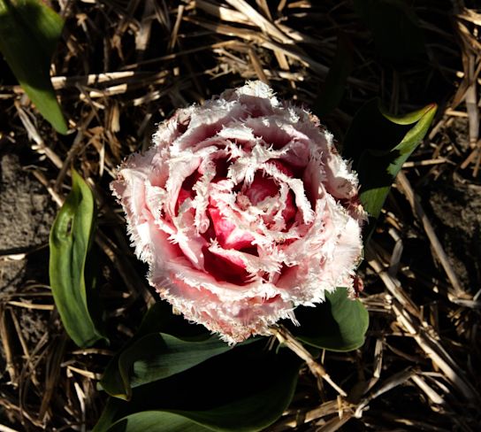 tulpen,dobbe,23 (4)