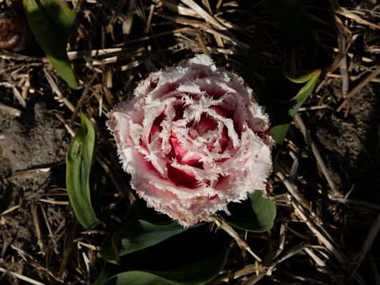 tulpen,dobbe,23 (4)