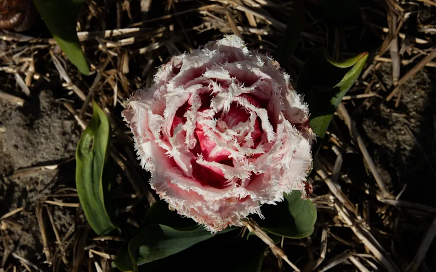 tulpen,dobbe,23 (4)