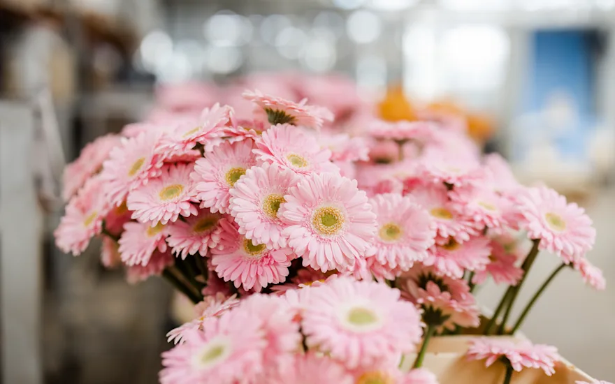 gerbera,pink,21