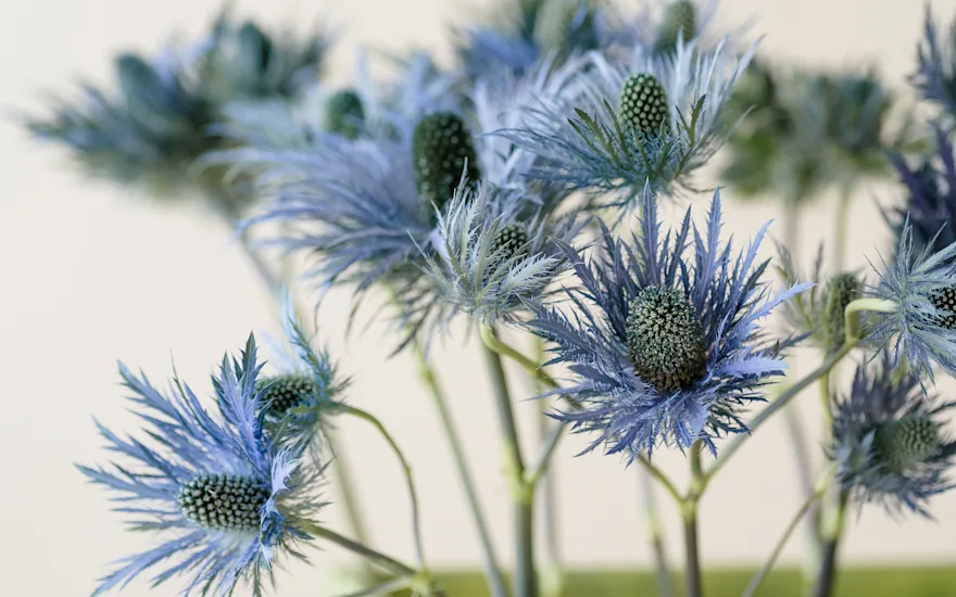 distel,paars,23 (2)