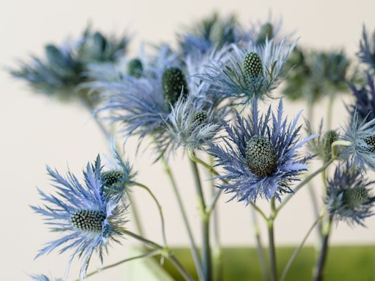 distel,paars,23 (2)