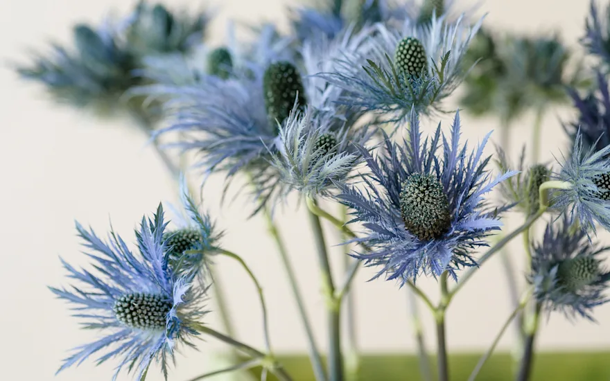 distel,paars,23 (2)
