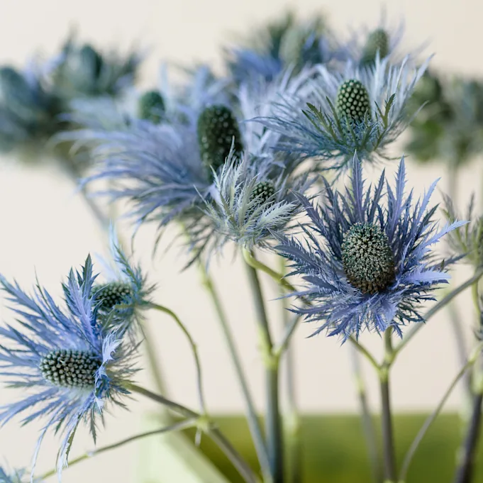 distel,paars,23 (2)